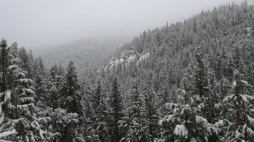 Snow covered trees and hills