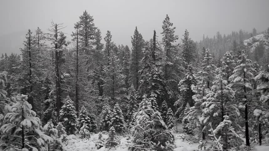 Snow covered forest on a cloudy day