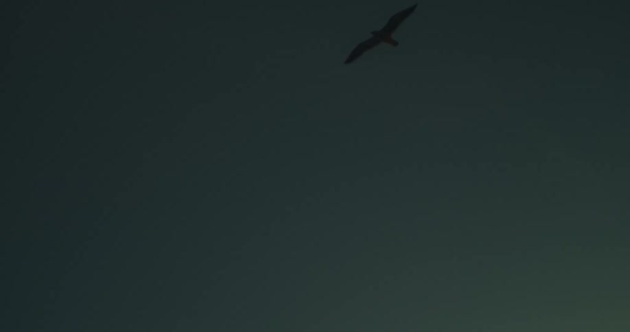A bird flying in the air with the ocean the sunset the sky and clouds in the background