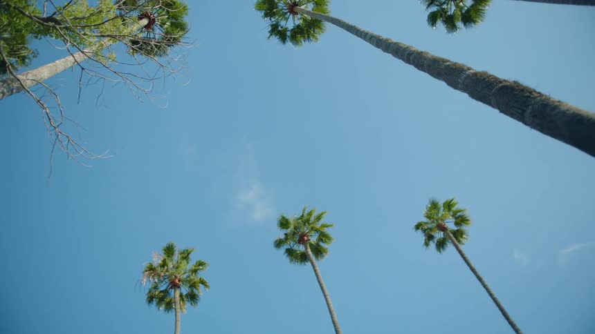 Several tall palm trees stand beneath a clear blue sky on a sunny day