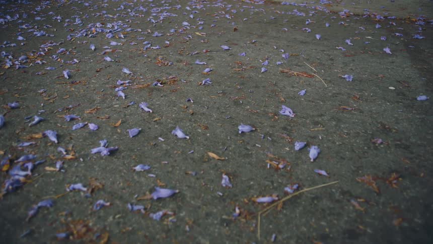 A view of flowers on the road in a neighborhood