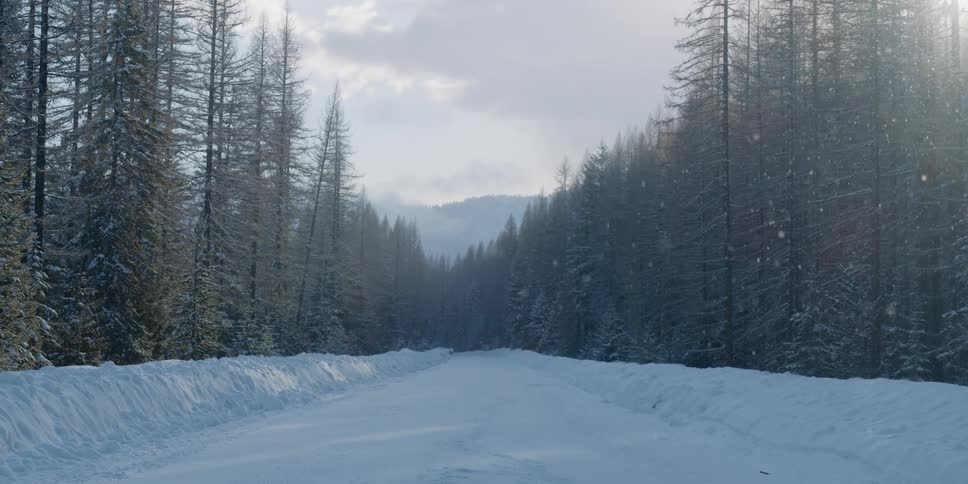 Its snowing in a rural area surrounded by trees
