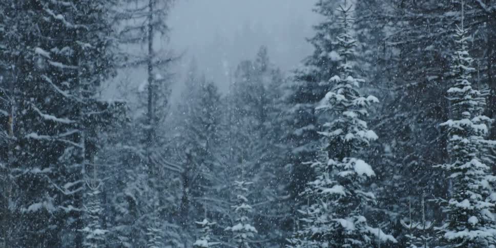 A view of snow falling in a forest