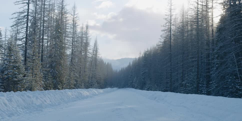 Snow falls onto a road through a dense forest during the day