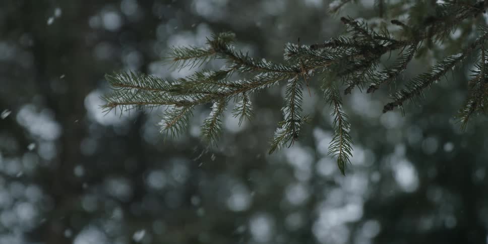 Snow falling on tree