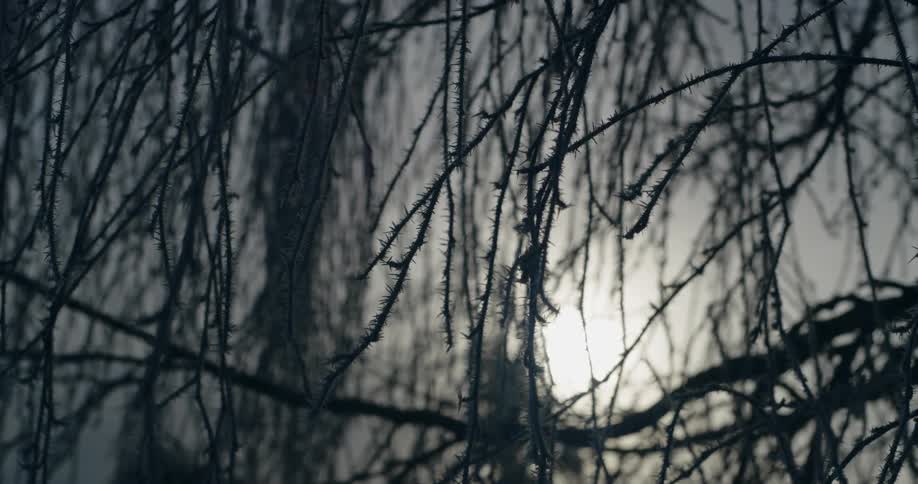 Tree branches are bare as the sun sets in winter