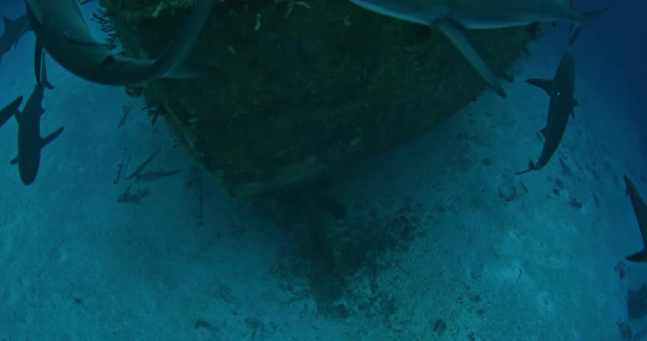 Sharks swim around this sunken ship