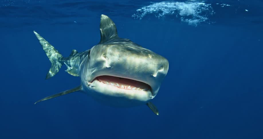 Shark swimming directly towards the lens