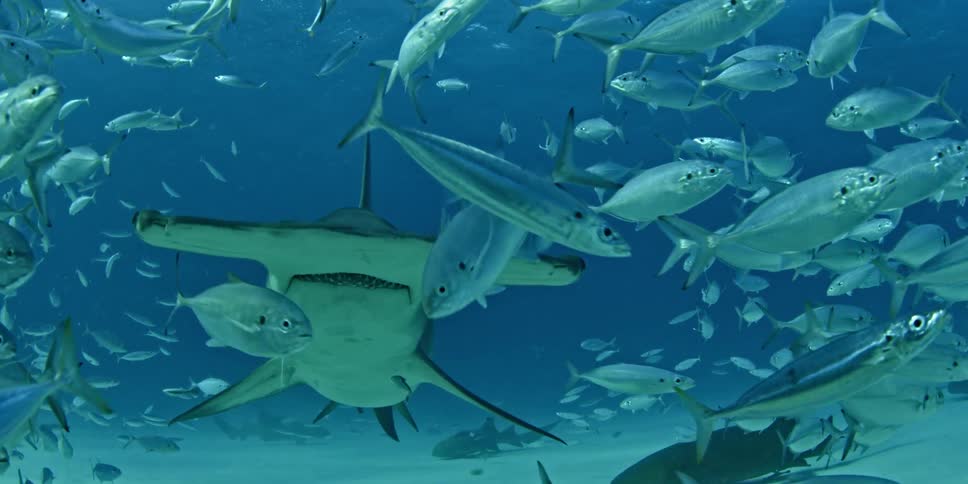 Hammerhead shark moving through a school of fish