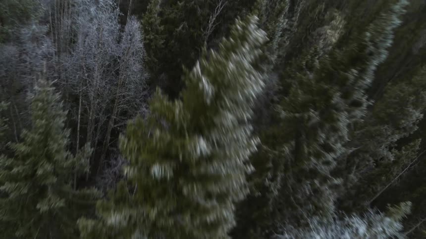 An evergreen forest during the day