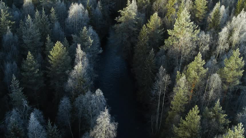 A river flowing through an evergreen forest during the day