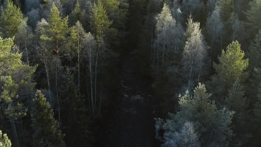 Water in the stream flows through the forest
