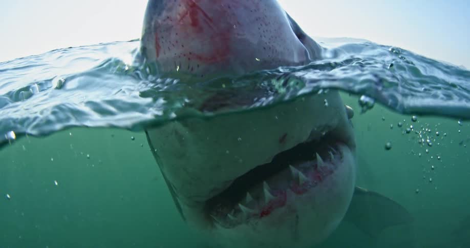 Shark coming out of the water to bite something