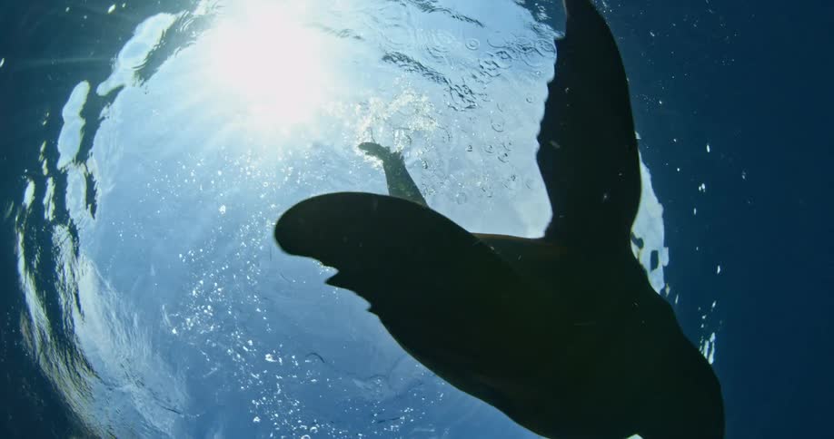 Sea creature swims under water