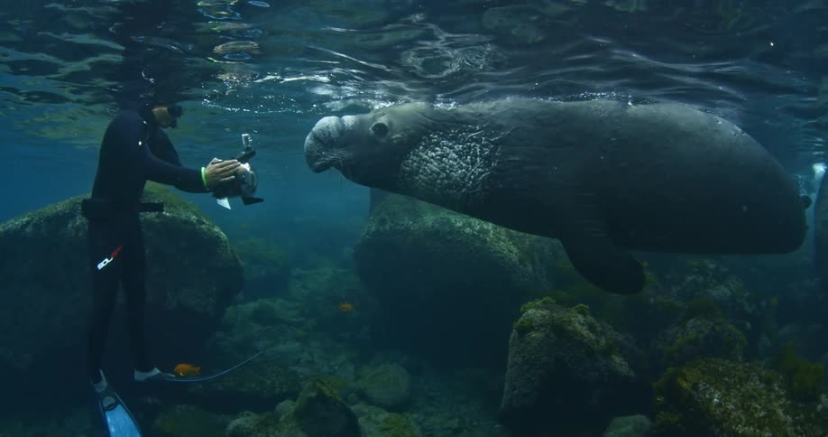 Man swimming with a manatee