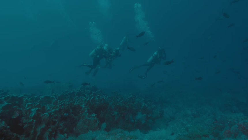 Trio of scuba divers swim among fish through murky water over reef