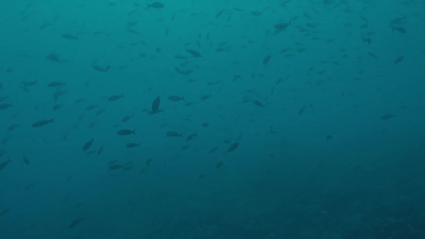A school of fish swarms in one spot in the almost dark water