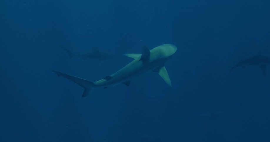A dozen shark swim spaced apart underwater