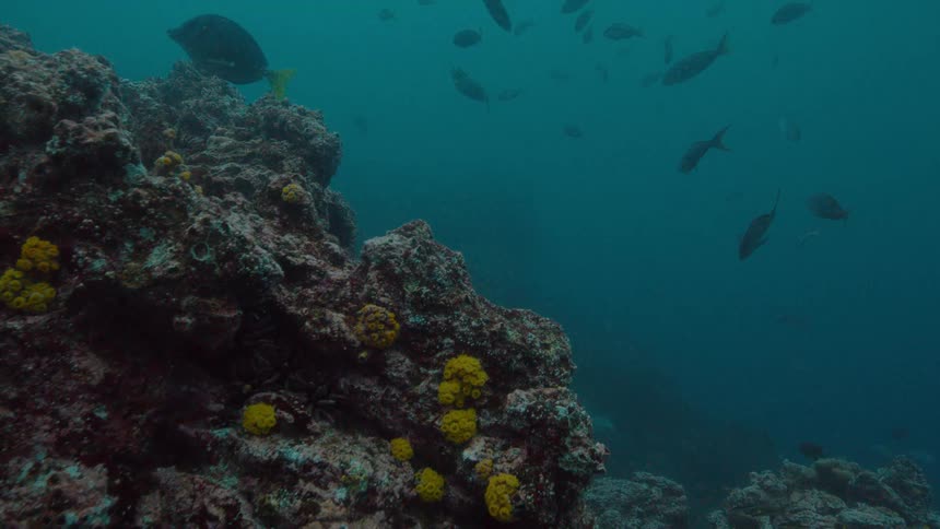 Fish are swimming near a coral reef in the ocean