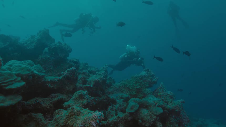 Three divers swim under water with fish