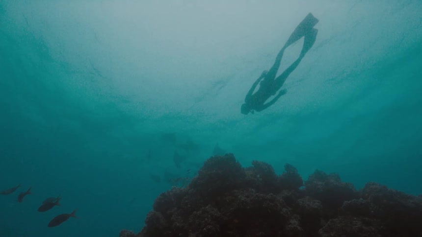 A person snorkels in water with a group of fish
