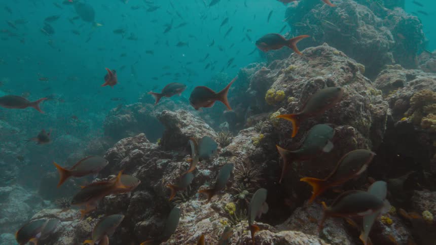 A bunch of fish swimming in a coral reef