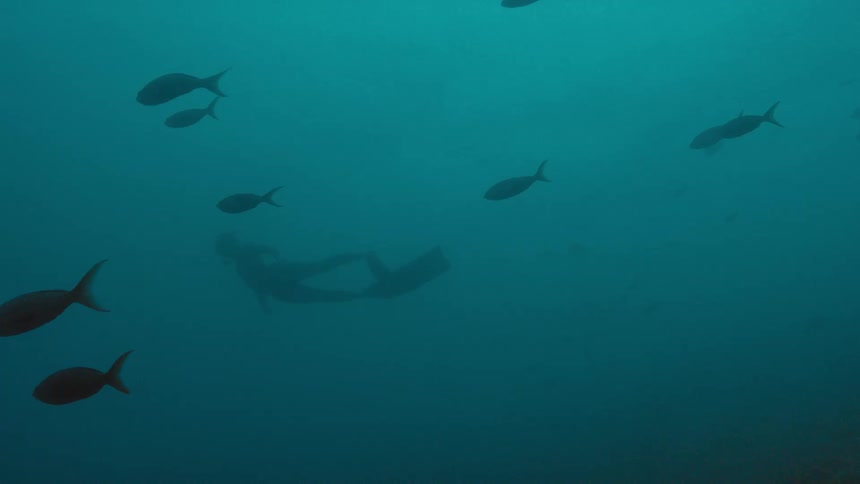 A person with a snorkel and flippers swimming underwater with fishes