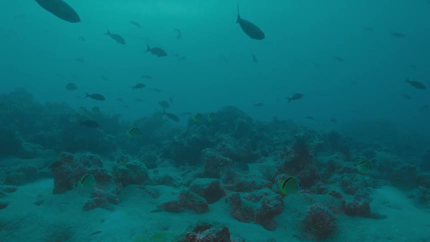 Fishes swimming over a coral reef on the murky blue ocean waters