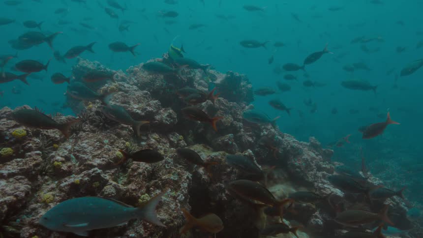 A large school of a variety of fish swim around a coral reef