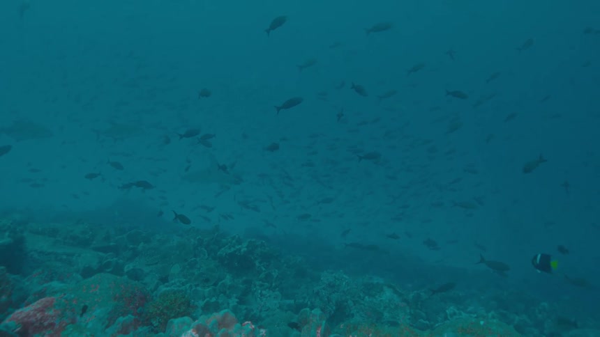 School of fish underwater