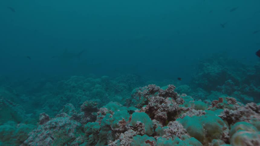 The fish swim low to the rocks