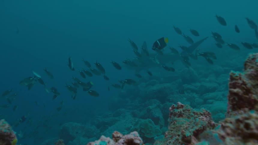Shark swim through murky water past school of fish over reef