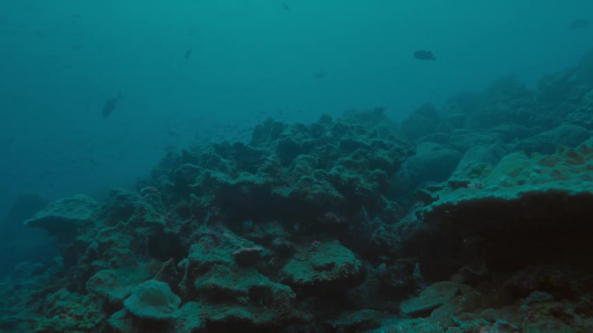 Fish swim near coral reef in the ocean