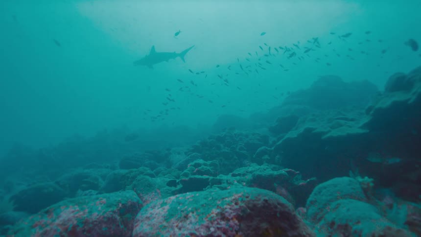 A sharks and numerous small fish drift through the water near the ocean floor