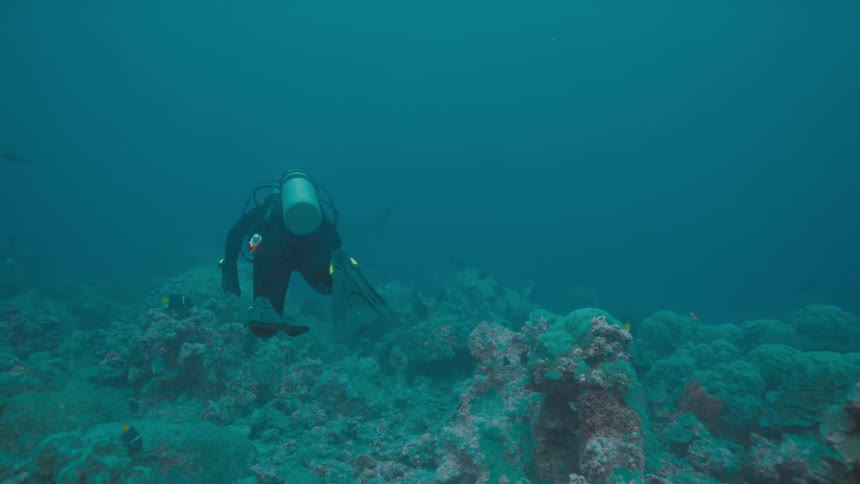 A diver swims near coral on the sea floor during the day