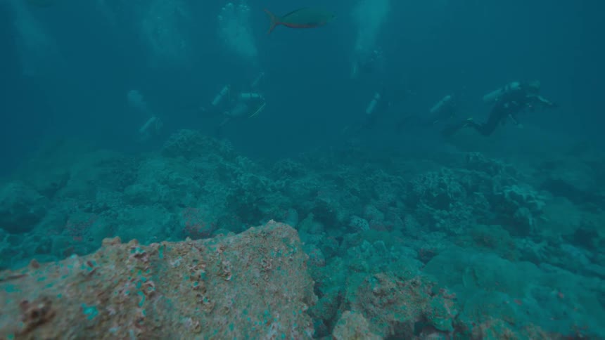 Divers swimming in ocean