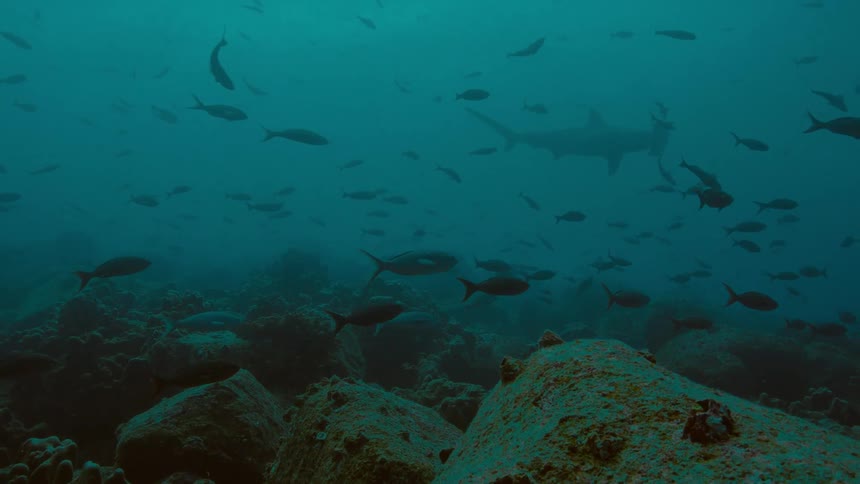 Hammer head shark swimming among fishes over a coral reef on the murky blue ocean waters