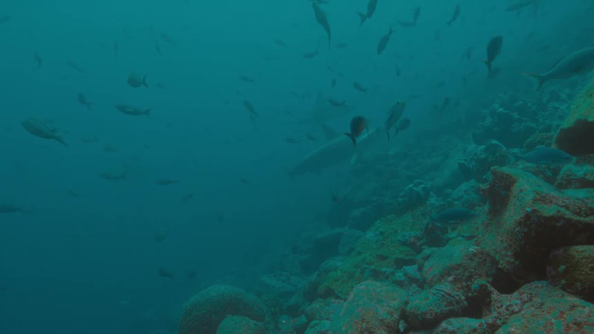 School of fishes and shark