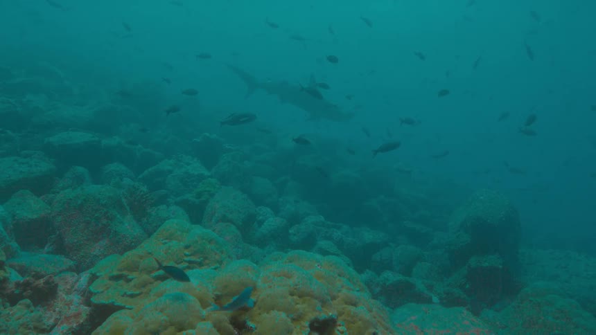 A shark and fishes swimming underwater in the ocean