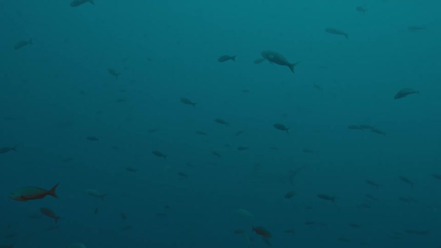 Silhouette of sharks swimming in the distance on the murky ocean waters