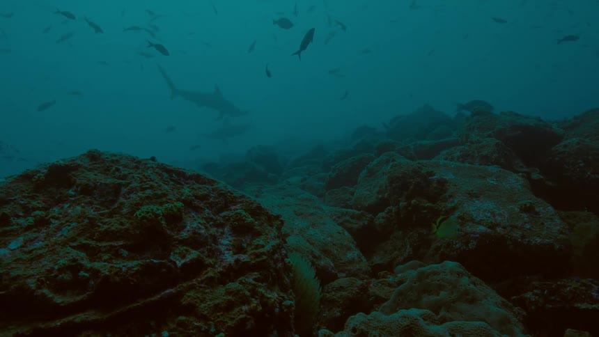 Fish swimming under water
