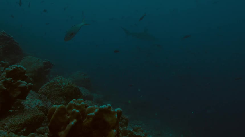 In the dark waters near the ocean floor the silhouette of a shark passes by