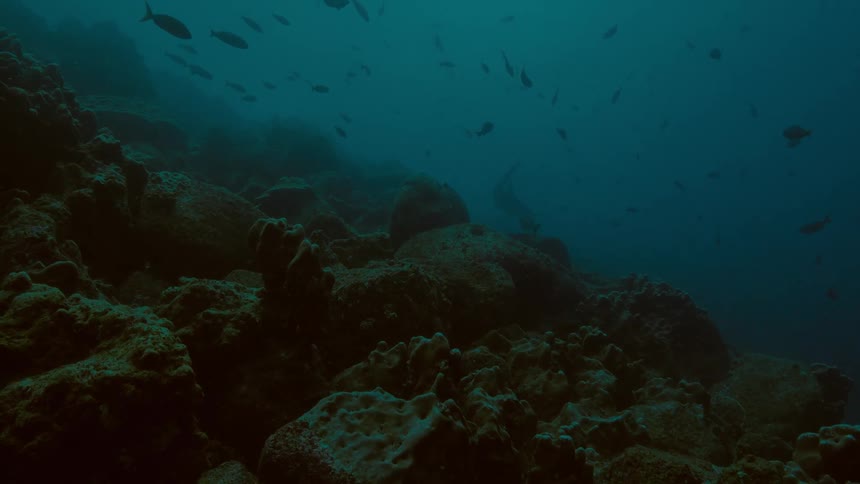 Fish swim above the rocks underwater