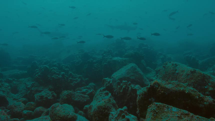 Fish swim around the rocks underwater