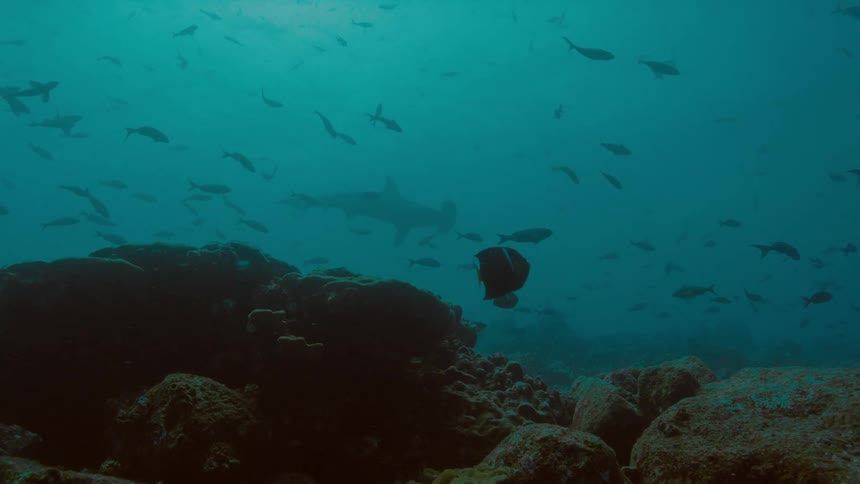 A shark and fishes swimming underwater in the ocean