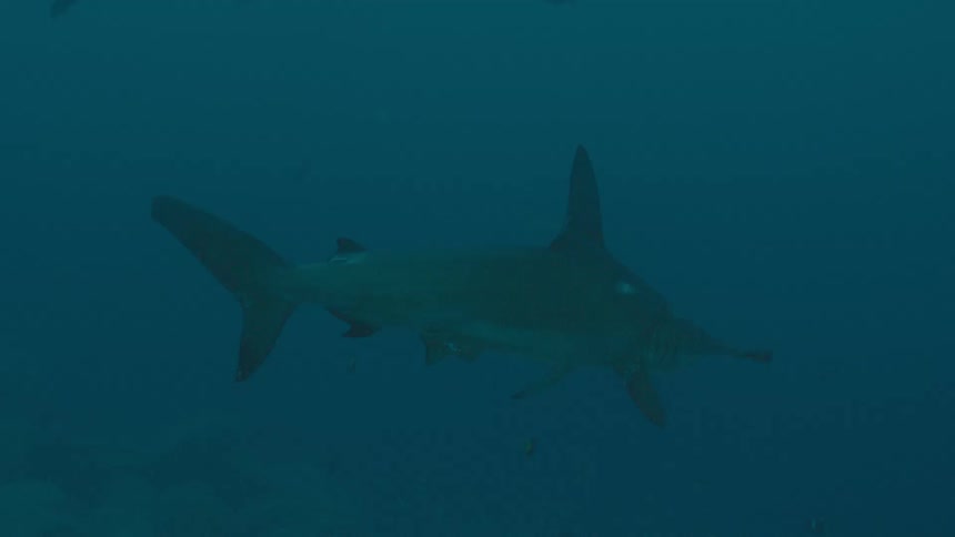 A view of sharks swimming in the ocean