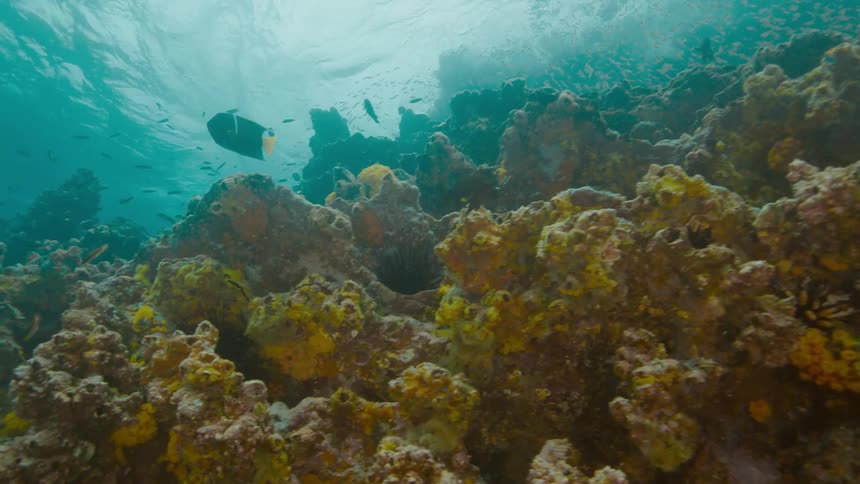 Fish are swimming under water in the ocean