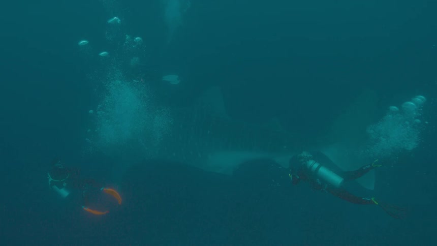 Two scuba divers swim along side a large shark like fish
