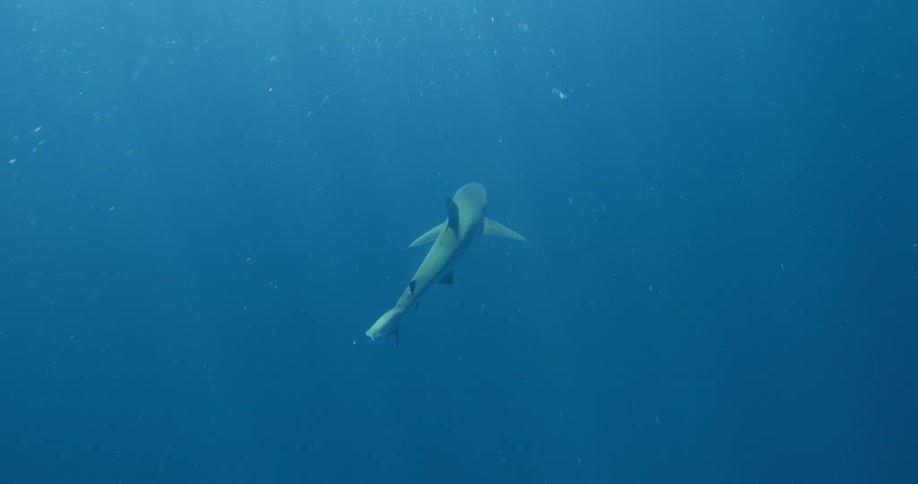 Lone shark swims through blue waters past particles