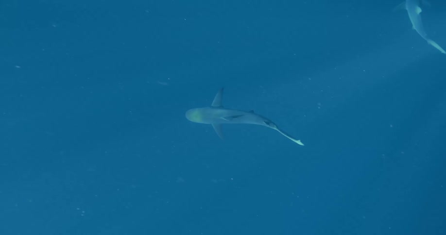 Two sharks swim underwater together